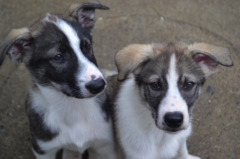 Husky puppies
